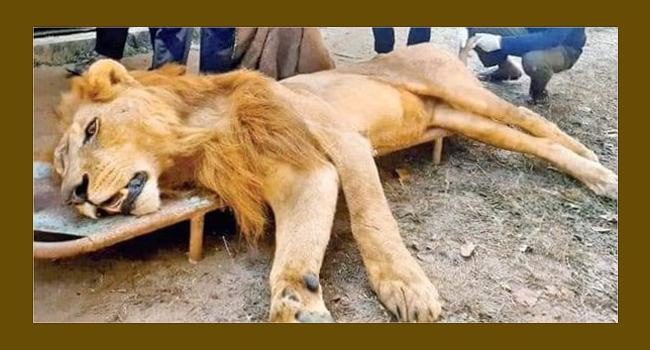 ডুলাহাজারা বঙ্গবন্ধু সাফারি পার্কে মারা গেল সিংহ সোহেল