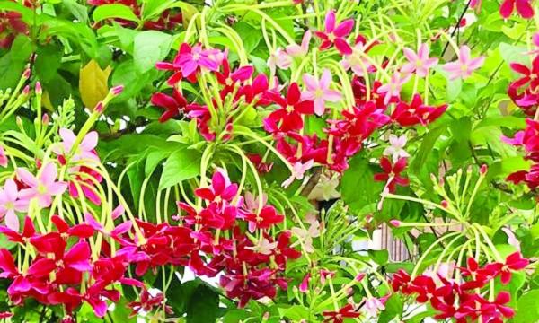 মাধবীলতা