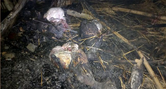 রুহিয়ায় আগুনে পুড়েছে বসতবাড়ি গবাদি পশু