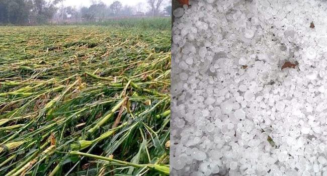 চুয়াডাঙ্গায় শিলাবৃষ্টিতে ফসলের ব্যাপক ক্ষয়ক্ষতি