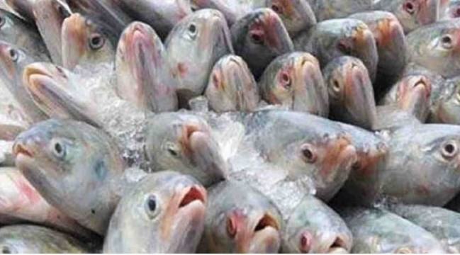 ইলিশ ধরা ও বিক্রির ওপর ২ মাসের নিষেধাজ্ঞা শুরু