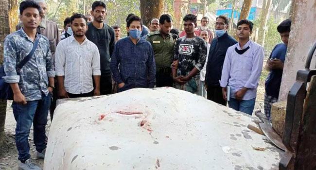 ঝালকাঠির রাজাপুরে শাপলা পাতা মাছ জব্দ, ব্যবসায়ীকে জরিমানা