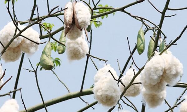 যে গাছকে সূর্যকন্যা বলে