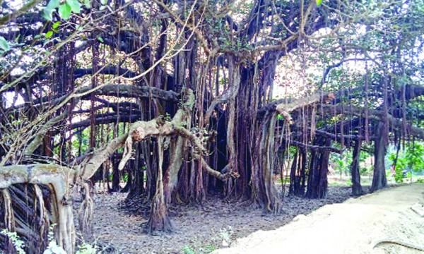 রায়গঞ্জে কালের সাক্ষী ৪০০ বছরের বটগাছ