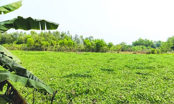 কচুরিপানায় ভরা ফেনী নদী মালামাল পরিবহনে  দুর্ভোগ