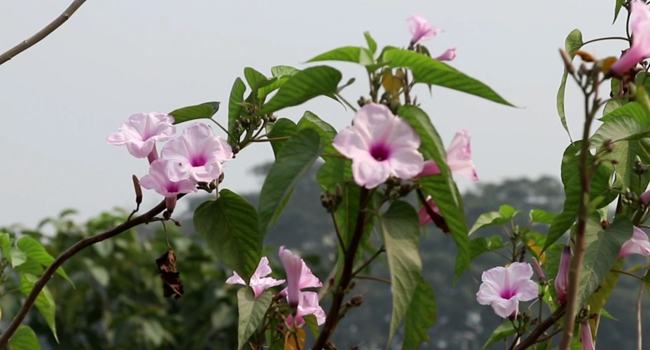 বিলুপ্তির পথে দৃষ্টিনন্দন ঢোলকলমি