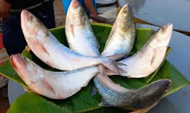 নিষেধাজ্ঞার পরও মুন্সীগঞ্জের পদ্মায় ঝাঁকে ঝাঁকে রুপালি ইলিশের আহরণ বেড়েছে