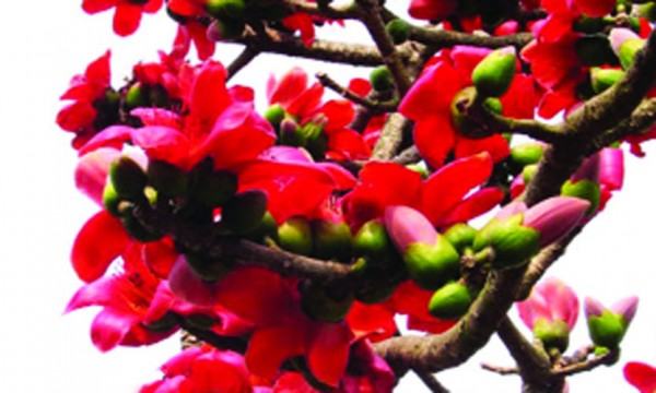 শিমুল ফুলে মুগ্ধ মন
