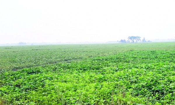 সবুজ বিলে কালো চোখ