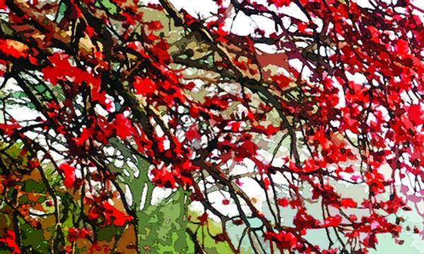 ফাগুনের আগুন ঝরা দিনে