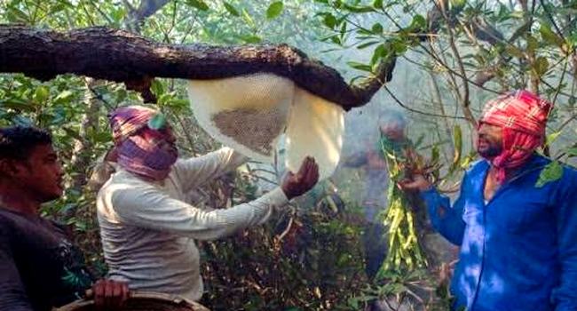 সুন্দরবনে মধু আহরণ শুরু, বাড়তি টাকা গুণতে হচ্ছে মৌয়ালদের