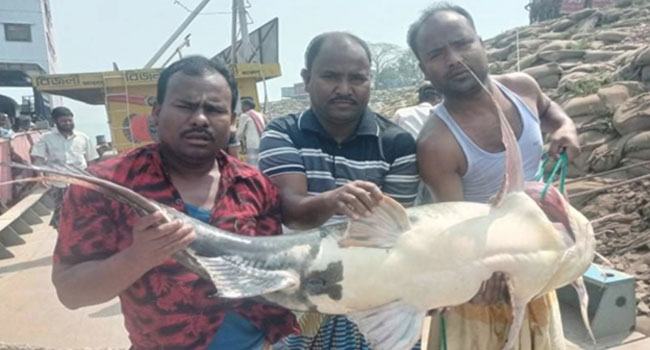 দৌলতদিয়ায় এক বাঘাইড়ের দাম ৪৫ হাজার টাকা