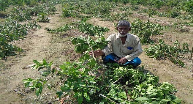 শত্রুতা করে গরিব কৃষকের ক্ষেতের পেয়ারা ও মাল্টা গাছ কাটার অভিযোগ
