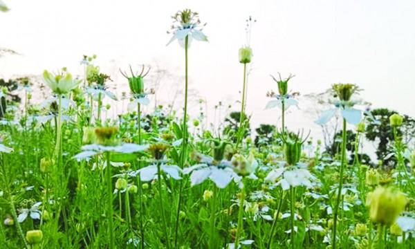 কালিজিরার ফুলে দুলছে কৃষকের স্বপ্ন