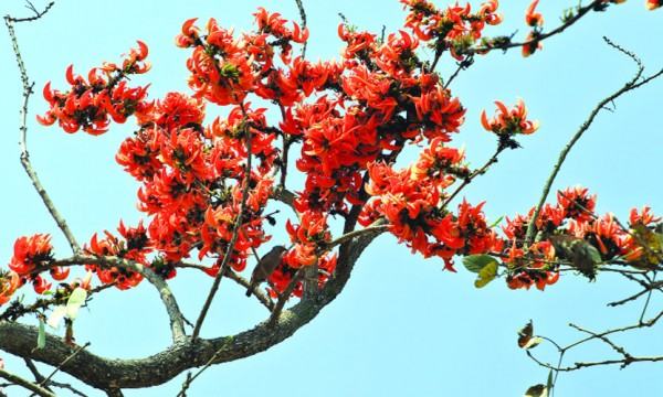 পলাশ ফুলের রঙিন শোভায় মোহনীয় ববি ক্যাম্পাস