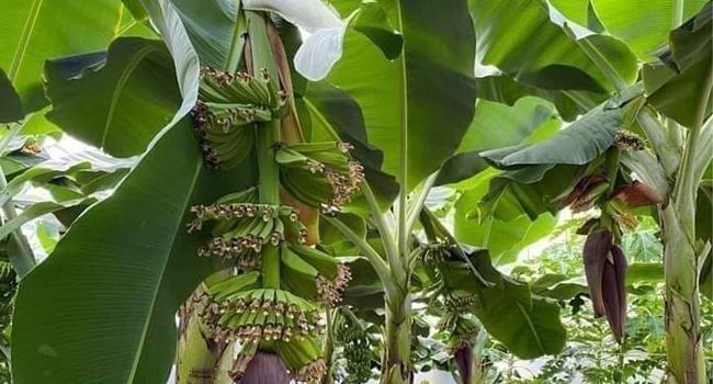 বিকল্প চাষে নতুন সম্ভাবনা
