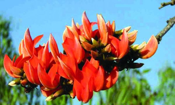 পলাশ ফুলের দিন