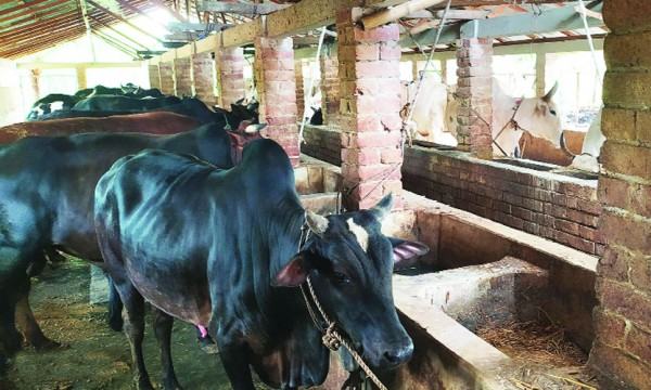 গোখাদ্যের উচ্চমূল্যে চৌগাছার খামারিরা বিপাকে