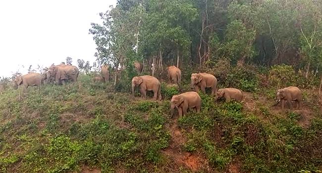 নালিতাবাড়ীতে বন্যহাতির আক্রমণে যুবক আহত