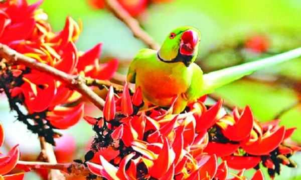ঋতুরাজ বসন্ত