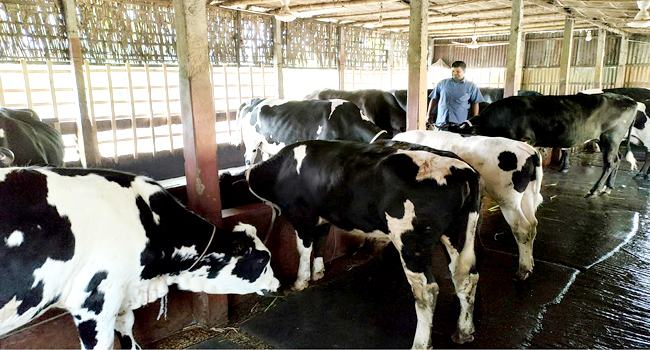ভূরুঙ্গামারীতে গরুর খামার গড়ে স্বাবলম্বী রসুল উদ্দিন