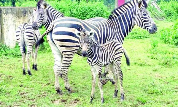 চকরিয়ার দৃষ্টিনন্দন বঙ্গবন্ধু সাফারি পার্কে পর্যটকের ব্যাপক উপস্থিতি