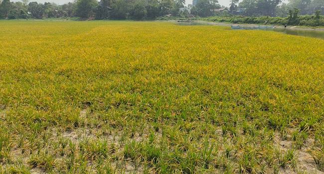 আশুগঞ্জ সার কারখানার গ্যাসে শতাধিক একর জমির ফসল নষ্টের অভিযোগ, তদন্ত কমিটি গঠন