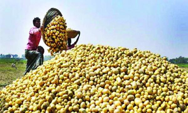 বগুড়ার বিষমুক্ত আলু যাচ্ছে ১৭ দেশে