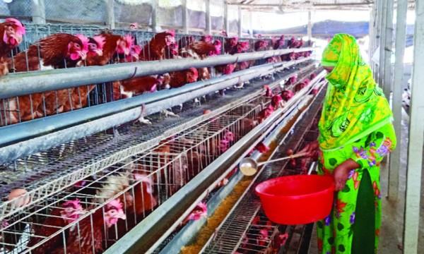লোকসানে পর্যুদস্ত রায়গঞ্জের পোলট্রি খামারিরা