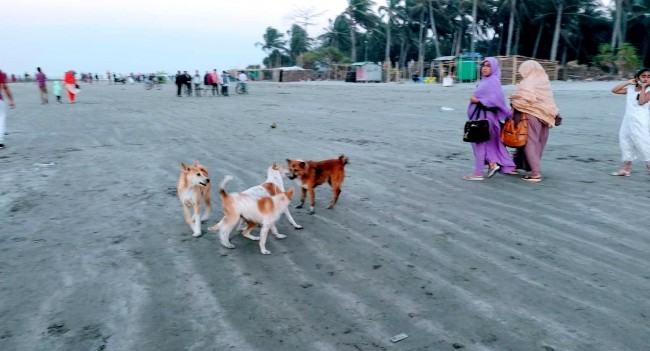 সেন্টমার্টিন দ্বীপ থেকে সরানো হচ্ছে বেওয়ারিশ কুকুর