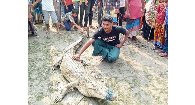 বাগেরহাটের গ্রাম থেকে লোনা পানির কুমির উদ্ধার
