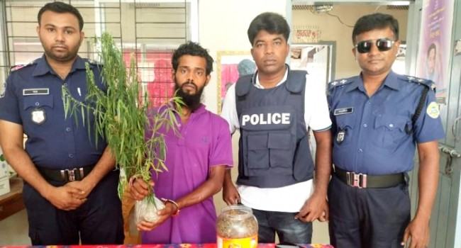 ঝালকাঠির রাজাপুরে গাছসহ গাঁজাচাষী আটক