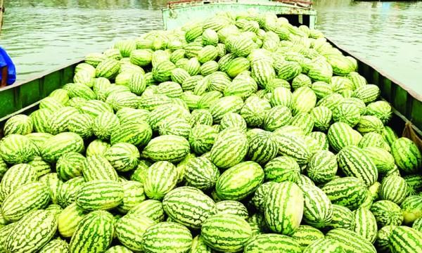 তরমুজের ভালো দামে কৃষকের মুখে হাসি