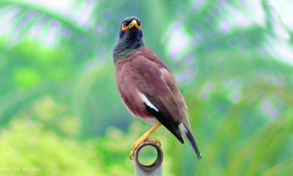 শালিক পাখি