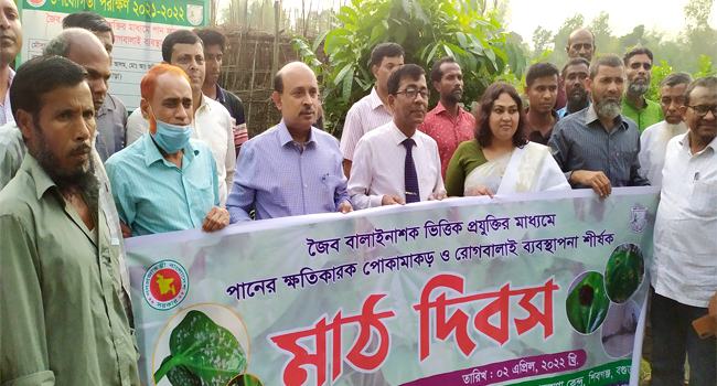 বগুড়ায় বিষমুক্ত পান উৎপাদনে মাঠ দিবস পালিত, কৃষকদের ব্যাপক সাড়া