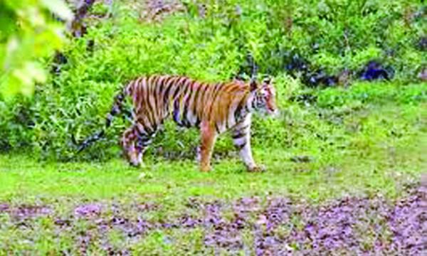 বক্সা বাঘ সংরক্ষিত এলাকা