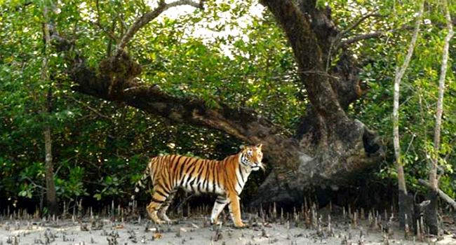 সুন্দরবনে বাঘের সংখ্যা ১১৪টি : বনমন্ত্রী