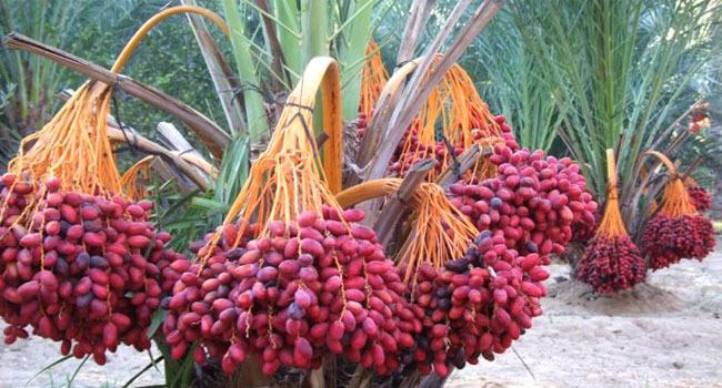 খেজুর সমাচার