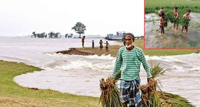 সুনামগঞ্জের ফসল রক্ষা বাঁধ ভেঙ্গে ডুবল ৫ হাওর, উদ্বিগ্ন কৃষক