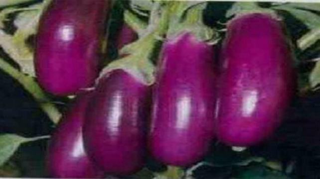 বেগুনের দাম দ্বিগুন