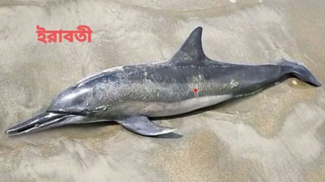 কুয়াকাটা সৈকতে আবারো ভেসে এলো মৃত ডলফিন