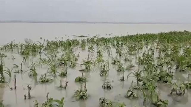 তিস্তায় পানি বৃদ্ধি : চরাঞ্চলে আবাদের ক্ষতি
