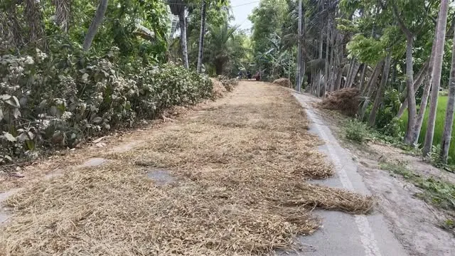 লোহাগড়ায় সড়কে মৌসুমি ফসল মাড়াই, প্রতিনিয়ত বাড়ছে দুর্ঘটনা