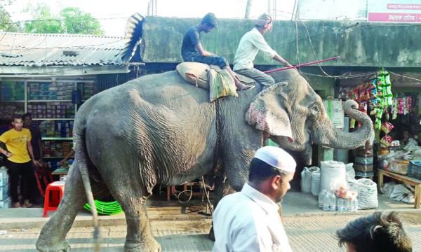 চট্টগ্রাম-কক্সবাজার মহাসড়কে হাতি দিয়ে চাঁদাবাজি