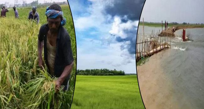 হাওরে আরো বড় ঢলের শঙ্কা, পাকা ফসল তোলার তাগিদ
