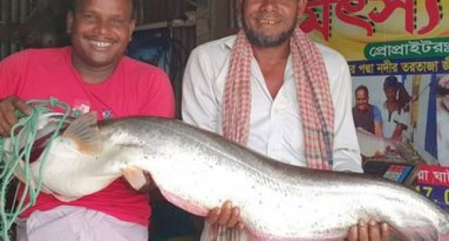 পদ্মায় ধরা পড়ল ১০ কেজির বোয়াল