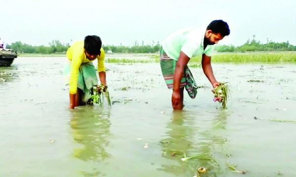 কুড়িগ্রামে নদ-নদীর পানি বৃদ্ধি : চরাঞ্চলের কৃষকের ফসল নষ্টের আশঙ্কা