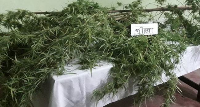 ঝিনাইদহে ৩টি গাঁজার গাছসহ মাদক কারবারি আটক