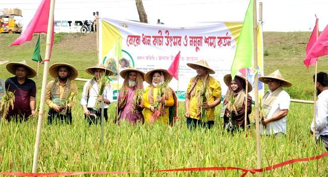 হবিগঞ্জে বোরোধান কাটা উৎসব শুরু