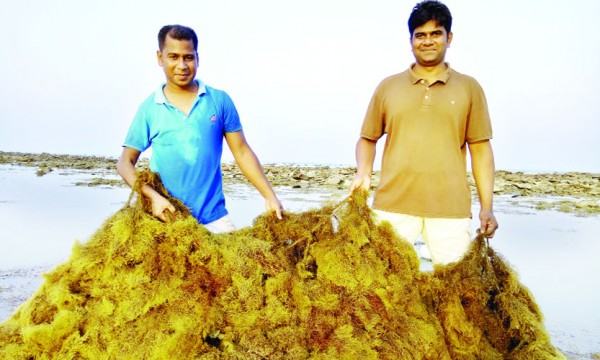 সুনীল অর্থনীতিতে নতুন সম্ভাবনা সামুদ্রিক শৈবাল